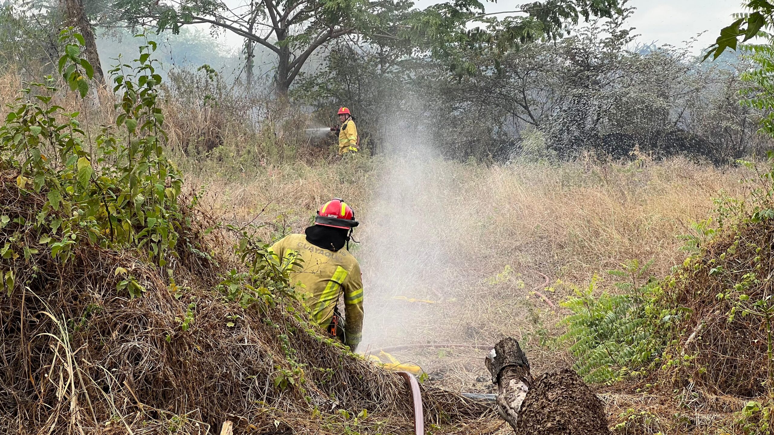 Incendio forestal en la autopista Narcisa de Jesús fue controlado tras cuatro horas de intervención